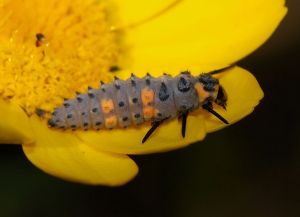 Ladybug larvae from wikipedia